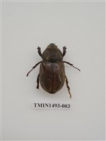 藏品(獨角仙)的圖片